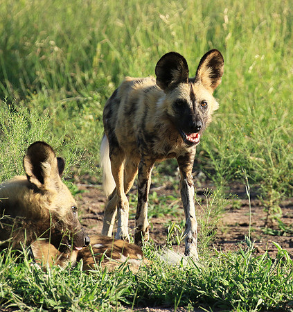 Londolozi Game Reserve