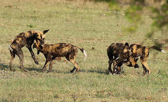 At Lion Sands