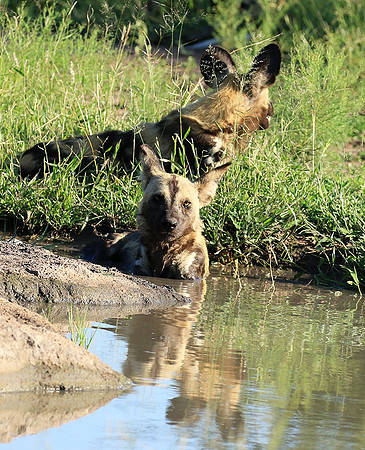 Londolozi Game Reserve