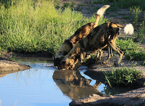 At Londolozi game reserve