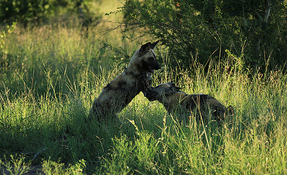 At Londolozi game reserve