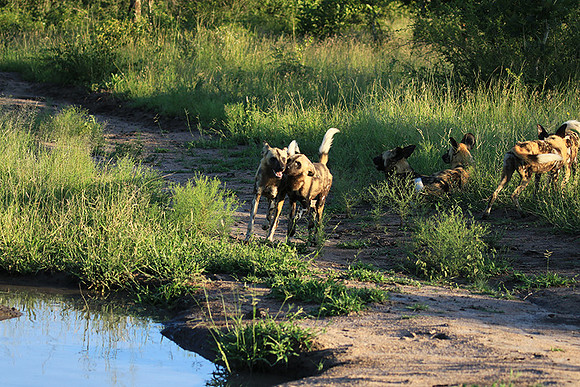 At Londolozi game reserve