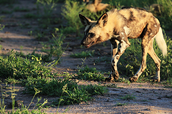 At Londolozi game reserve