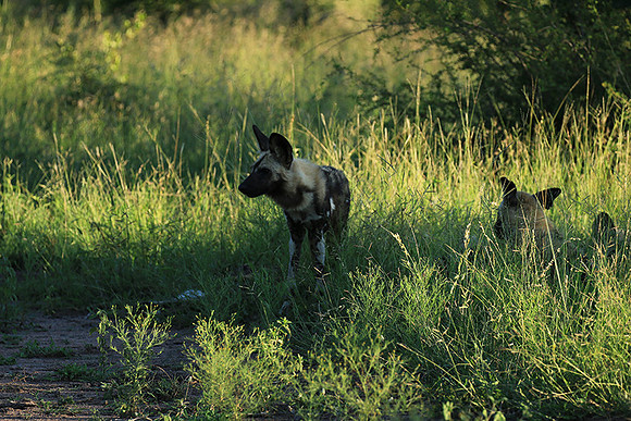 At Londolozi game reserve
