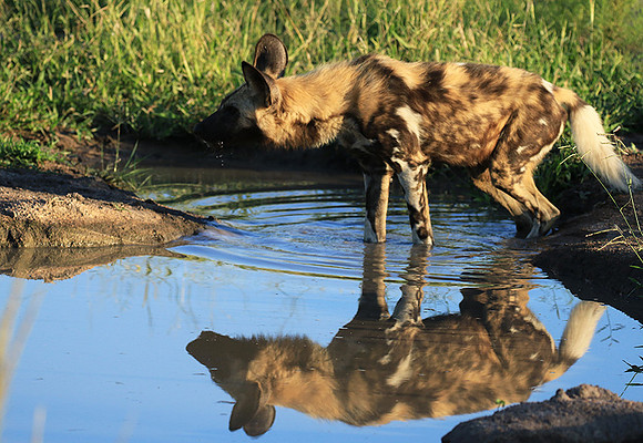 Londolozi game reserve