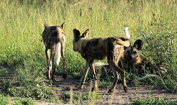 Londolozi Game Reserve