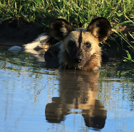 At Londolozi game reserve