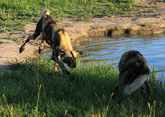 At Londolozi game reserve