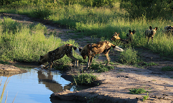 At Londolozi game reserve