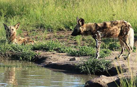 Londolozi Game Reserve
