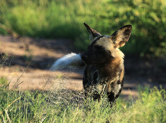 Londolozi Game Reserve
