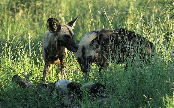 Londolozi Game Reserve