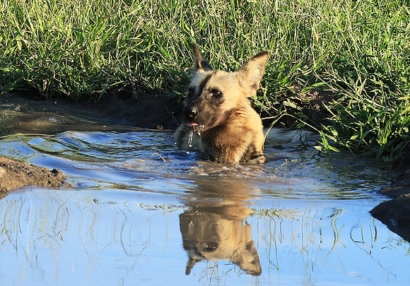 At Londolozi game reserve