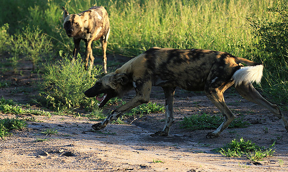At Londolozi game reserve