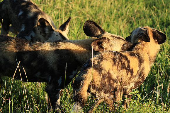 At Londolozi game reserve