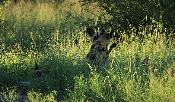 At Londolozi game reserve