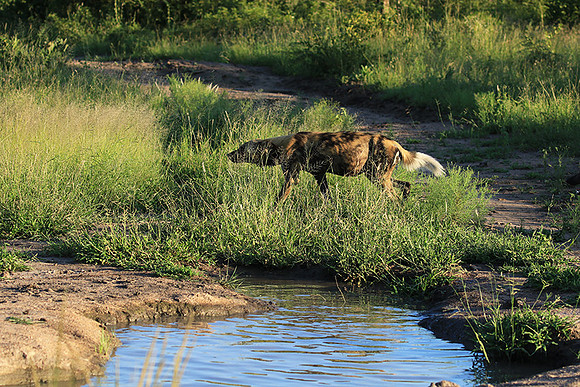 At Londolozi game reserve
