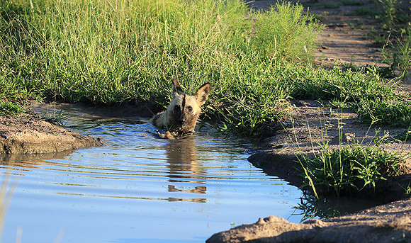 At Londolozi game reserve