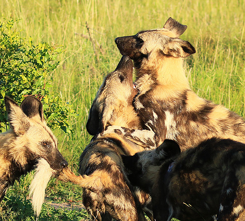 At Londolozi game reserve