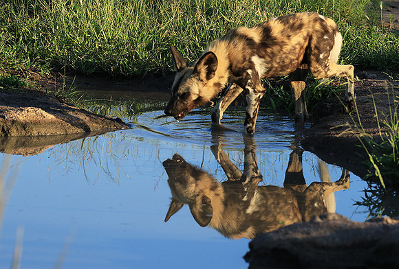 Londolozi game reserve