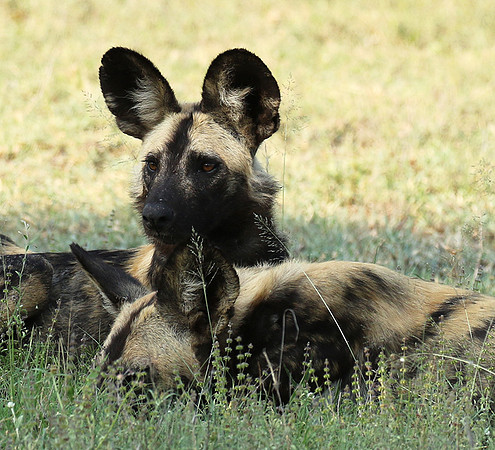 At Lion Sands