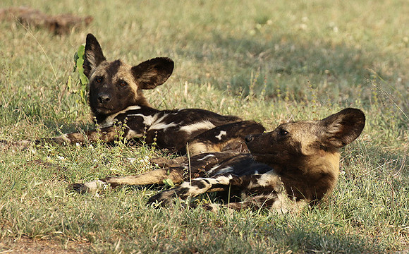 At Lion Sands