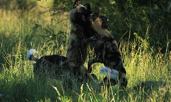 At Londolozi game reserve