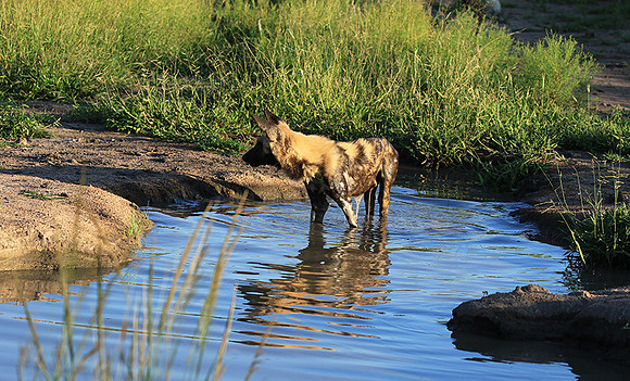 Londolozi game reserve