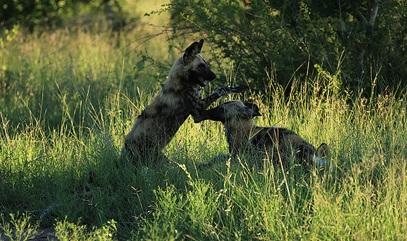 At Londolozi game reserve