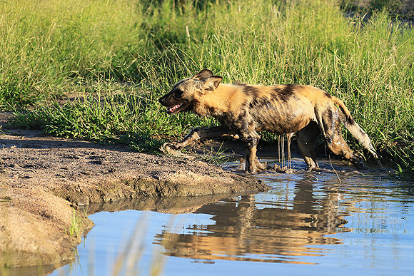 At Londolozi game reserve