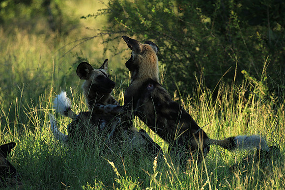 At Londolozi game reserve