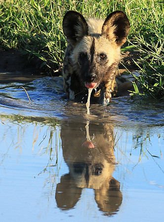 At Londolozi game reserve