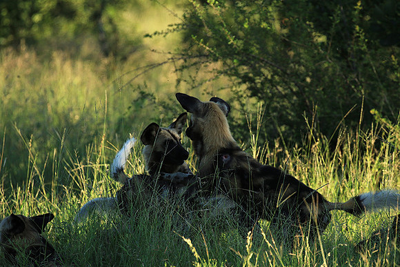 At Londolozi game reserve