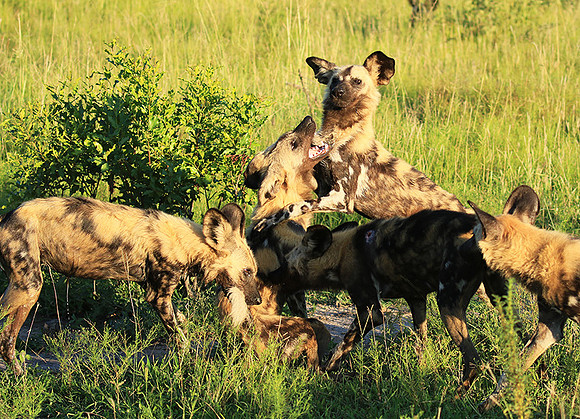 At Londolozi game reserve