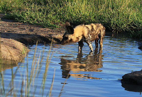 Londolozi game reserve