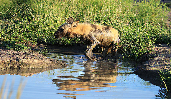 At Londolozi game reserve