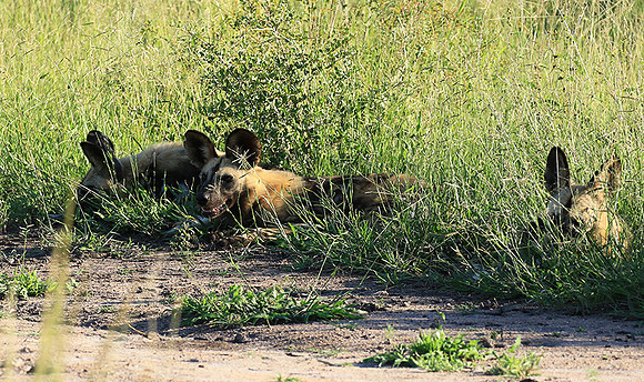 Londolozi Game Reserve