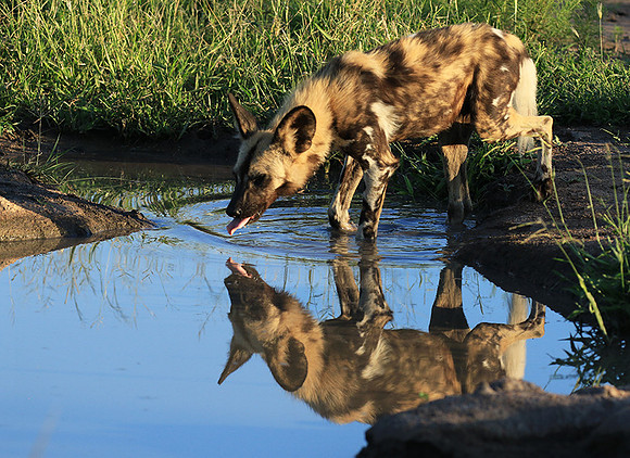 Londolozi game reserve