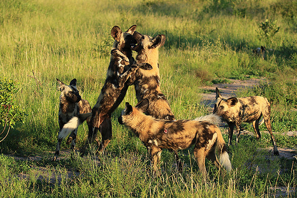 Londolozi game reserve