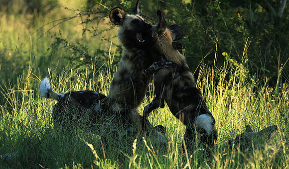 At Londolozi game reserve
