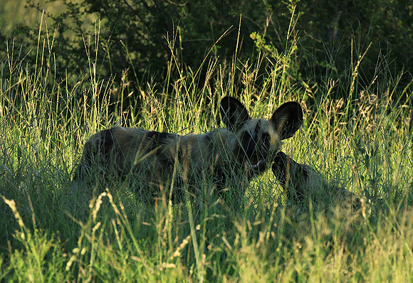 At Londolozi game reserve