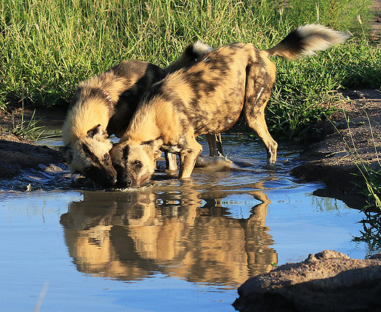 At Londolozi game reserve