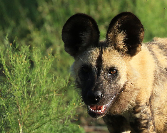 Londolozi Game Reserve
