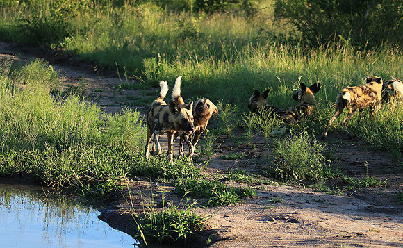 At Londolozi game reserve