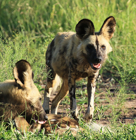 Londolozi Game Reserve