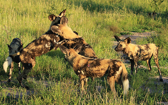 At Londolozi game reserve