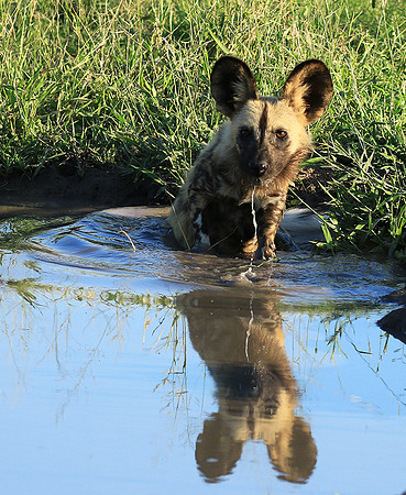 At Londolozi game reserve