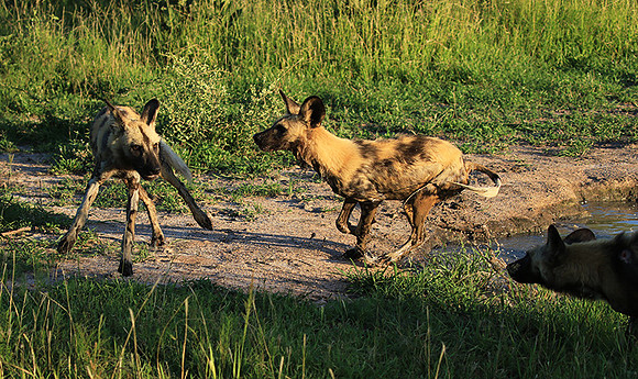 At Londolozi game reserve