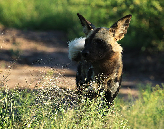 Londolozi Game Reserve