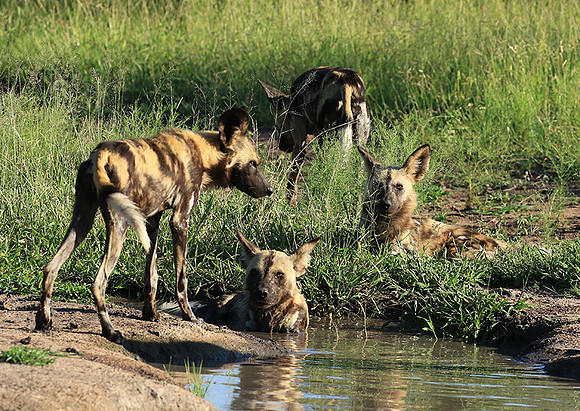 Londolozi Game Reserve